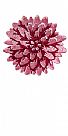 Application chrysanthemum