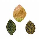 עלים מקטיפה Velvet Leaf: Pea Green